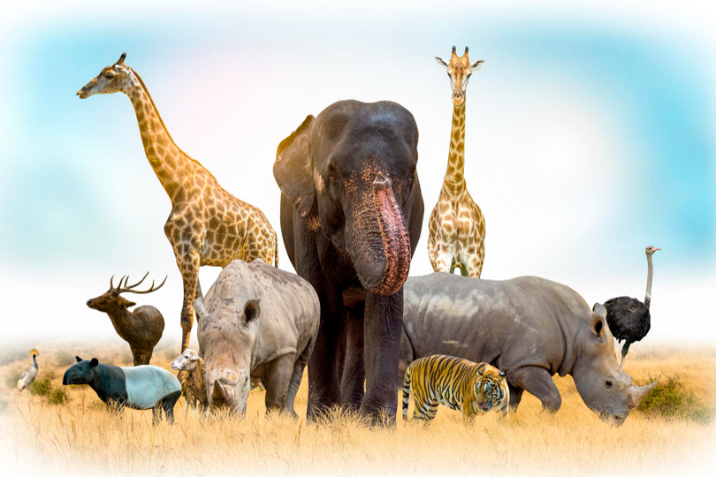 10 حيوانات سافانا تجوب المراعي الأفريقية